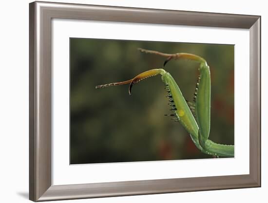 Mantis Religiosa (Praying Mantis) - Forelegs-Paul Starosta-Framed Photographic Print