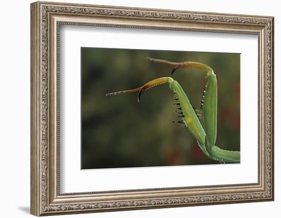 Mantis Religiosa (Praying Mantis) - Forelegs-Paul Starosta-Framed Photographic Print