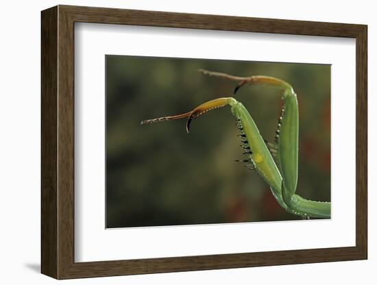 Mantis Religiosa (Praying Mantis) - Forelegs-Paul Starosta-Framed Photographic Print