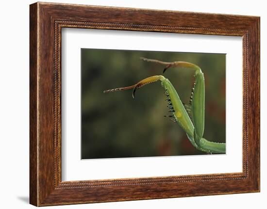 Mantis Religiosa (Praying Mantis) - Forelegs-Paul Starosta-Framed Photographic Print