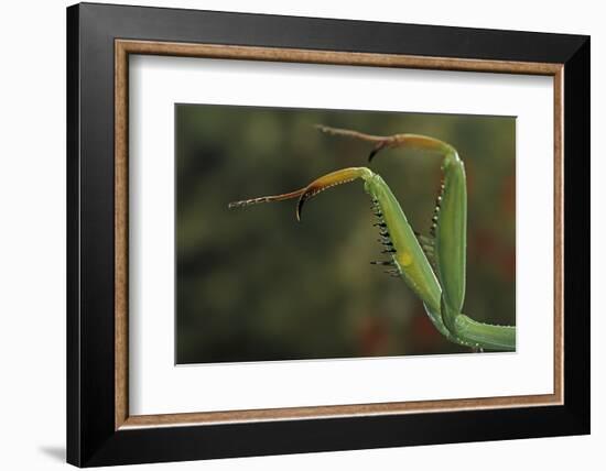 Mantis Religiosa (Praying Mantis) - Forelegs-Paul Starosta-Framed Photographic Print