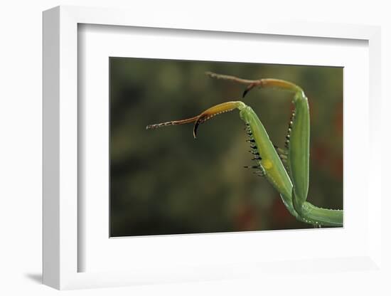 Mantis Religiosa (Praying Mantis) - Forelegs-Paul Starosta-Framed Photographic Print