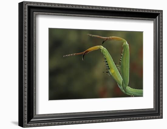 Mantis Religiosa (Praying Mantis) - Forelegs-Paul Starosta-Framed Photographic Print