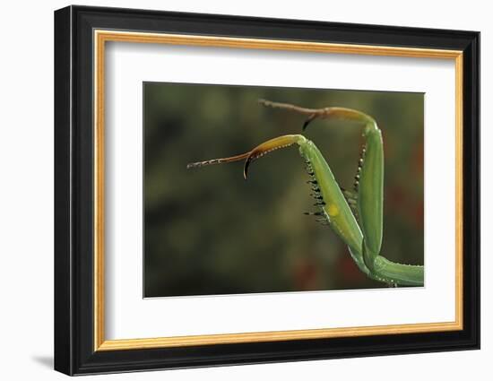 Mantis Religiosa (Praying Mantis) - Forelegs-Paul Starosta-Framed Photographic Print