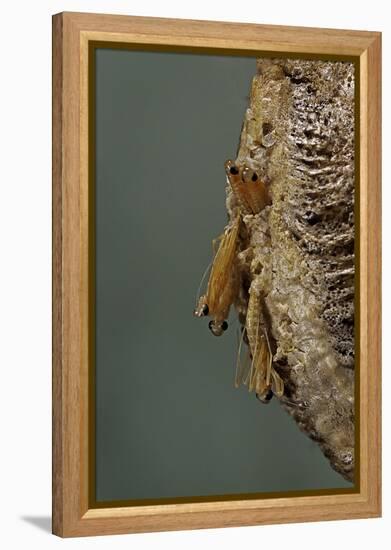 Mantis Religiosa (Praying Mantis) - Hatching-Paul Starosta-Framed Premier Image Canvas