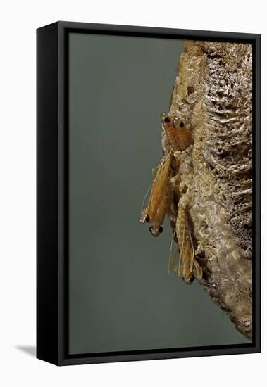 Mantis Religiosa (Praying Mantis) - Hatching-Paul Starosta-Framed Premier Image Canvas