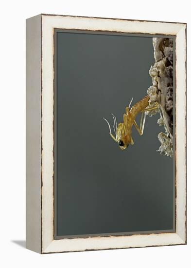 Mantis Religiosa (Praying Mantis) - Hatching-Paul Starosta-Framed Premier Image Canvas