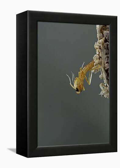 Mantis Religiosa (Praying Mantis) - Hatching-Paul Starosta-Framed Premier Image Canvas