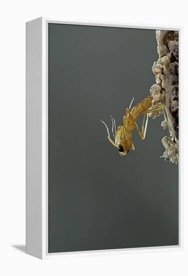 Mantis Religiosa (Praying Mantis) - Hatching-Paul Starosta-Framed Premier Image Canvas