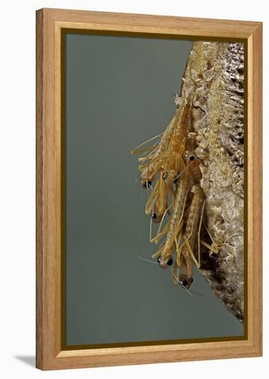 Mantis Religiosa (Praying Mantis) - Hatching-Paul Starosta-Framed Premier Image Canvas