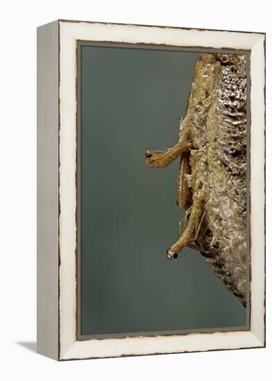 Mantis Religiosa (Praying Mantis) - Hatching-Paul Starosta-Framed Premier Image Canvas