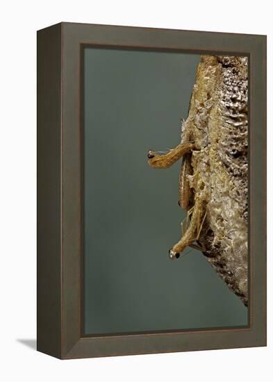 Mantis Religiosa (Praying Mantis) - Hatching-Paul Starosta-Framed Premier Image Canvas