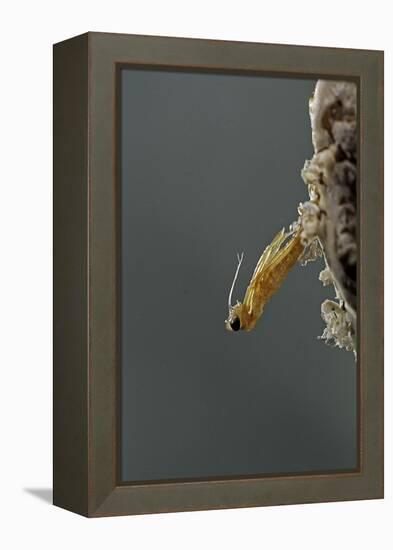 Mantis Religiosa (Praying Mantis) - Hatching-Paul Starosta-Framed Premier Image Canvas