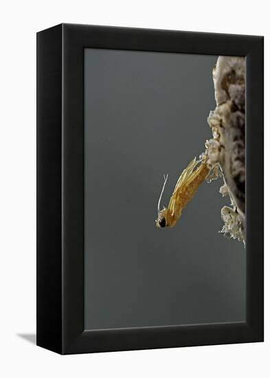 Mantis Religiosa (Praying Mantis) - Hatching-Paul Starosta-Framed Premier Image Canvas