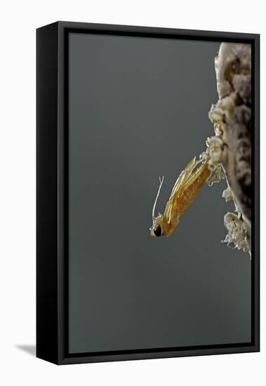 Mantis Religiosa (Praying Mantis) - Hatching-Paul Starosta-Framed Premier Image Canvas