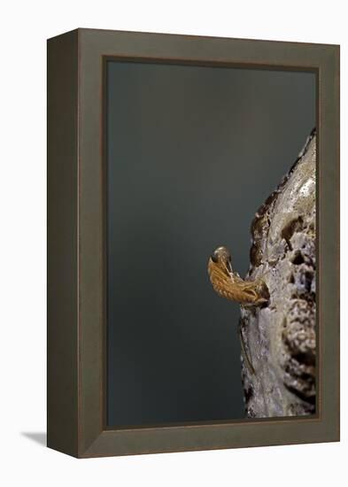 Mantis Religiosa (Praying Mantis) - Hatching-Paul Starosta-Framed Premier Image Canvas