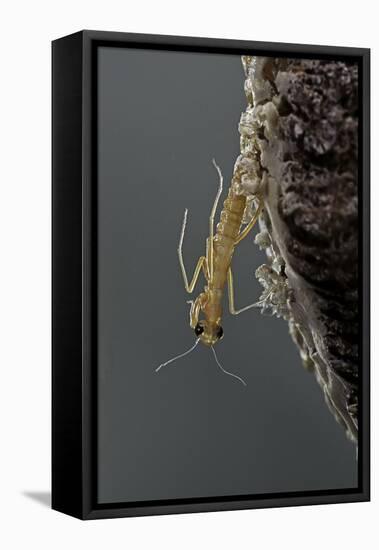 Mantis Religiosa (Praying Mantis) - Hatching-Paul Starosta-Framed Premier Image Canvas