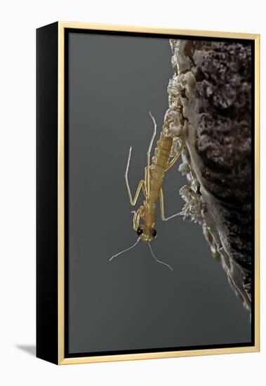 Mantis Religiosa (Praying Mantis) - Hatching-Paul Starosta-Framed Premier Image Canvas