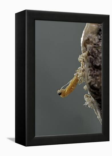 Mantis Religiosa (Praying Mantis) - Hatching-Paul Starosta-Framed Premier Image Canvas