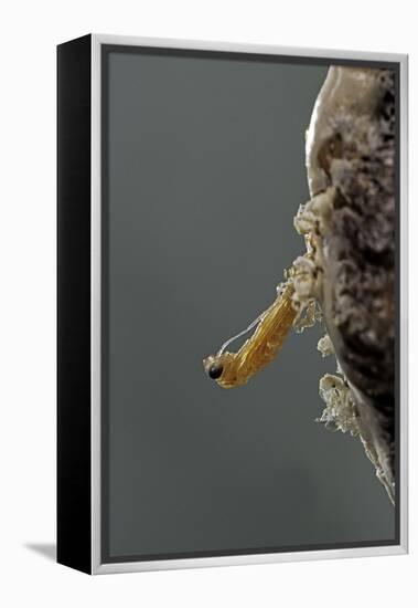 Mantis Religiosa (Praying Mantis) - Hatching-Paul Starosta-Framed Premier Image Canvas