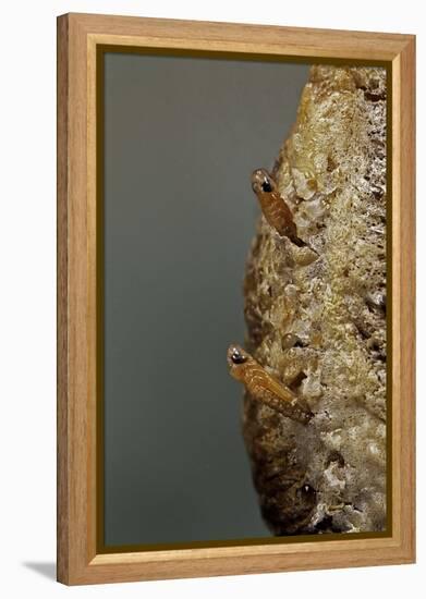 Mantis Religiosa (Praying Mantis) - Hatching-Paul Starosta-Framed Premier Image Canvas