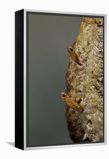 Mantis Religiosa (Praying Mantis) - Hatching-Paul Starosta-Framed Premier Image Canvas