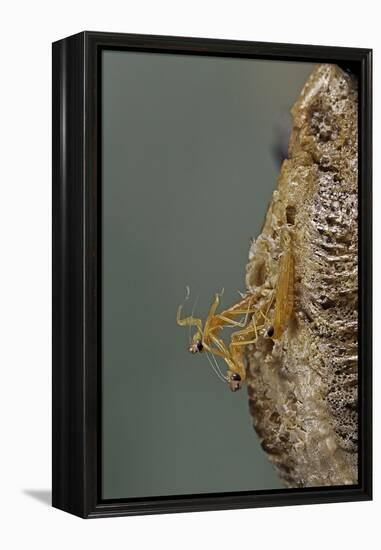 Mantis Religiosa (Praying Mantis) - Hatching-Paul Starosta-Framed Premier Image Canvas