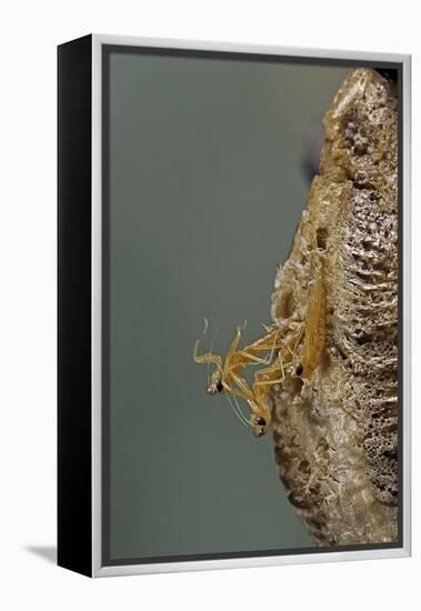 Mantis Religiosa (Praying Mantis) - Hatching-Paul Starosta-Framed Premier Image Canvas