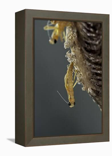 Mantis Religiosa (Praying Mantis) - Hatching-Paul Starosta-Framed Premier Image Canvas