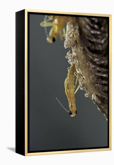 Mantis Religiosa (Praying Mantis) - Hatching-Paul Starosta-Framed Premier Image Canvas