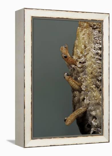 Mantis Religiosa (Praying Mantis) - Hatching-Paul Starosta-Framed Premier Image Canvas