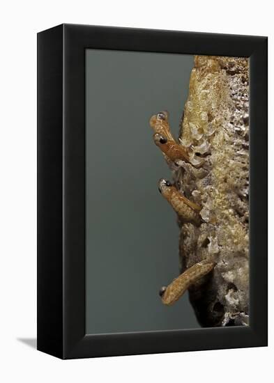 Mantis Religiosa (Praying Mantis) - Hatching-Paul Starosta-Framed Premier Image Canvas