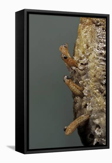 Mantis Religiosa (Praying Mantis) - Hatching-Paul Starosta-Framed Premier Image Canvas