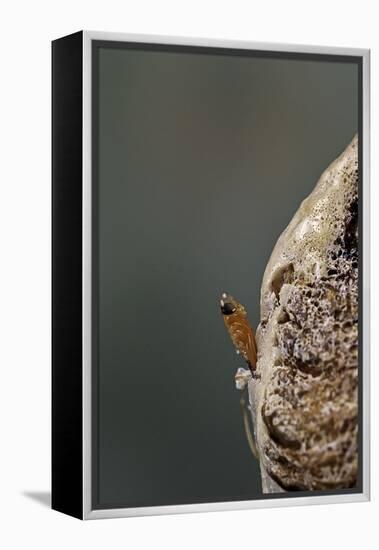 Mantis Religiosa (Praying Mantis) - Hatching-Paul Starosta-Framed Premier Image Canvas