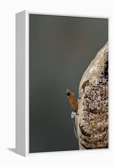 Mantis Religiosa (Praying Mantis) - Hatching-Paul Starosta-Framed Premier Image Canvas