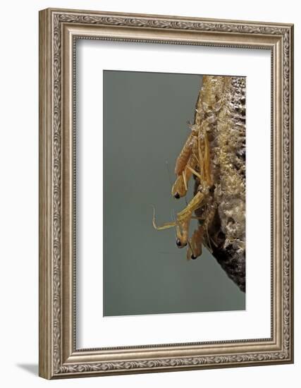 Mantis Religiosa (Praying Mantis) - Hatching-Paul Starosta-Framed Photographic Print