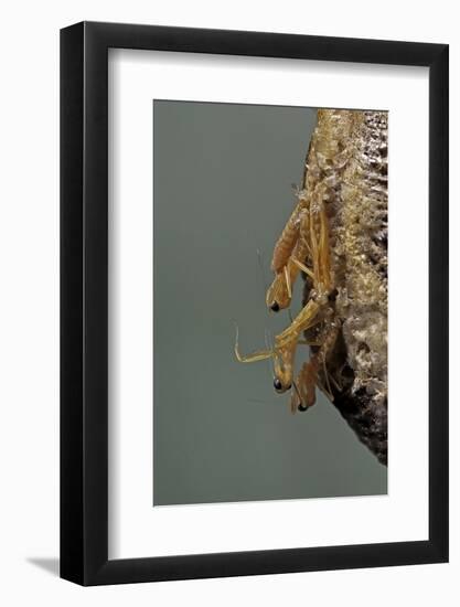 Mantis Religiosa (Praying Mantis) - Hatching-Paul Starosta-Framed Photographic Print