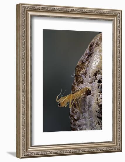 Mantis Religiosa (Praying Mantis) - Hatching-Paul Starosta-Framed Photographic Print