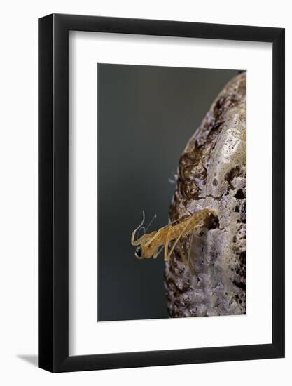 Mantis Religiosa (Praying Mantis) - Hatching-Paul Starosta-Framed Photographic Print