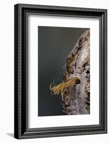 Mantis Religiosa (Praying Mantis) - Hatching-Paul Starosta-Framed Photographic Print