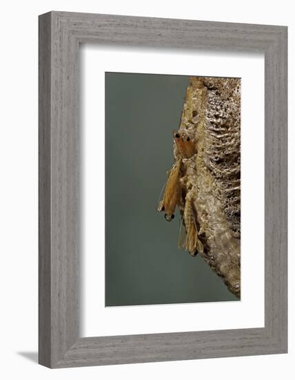 Mantis Religiosa (Praying Mantis) - Hatching-Paul Starosta-Framed Photographic Print