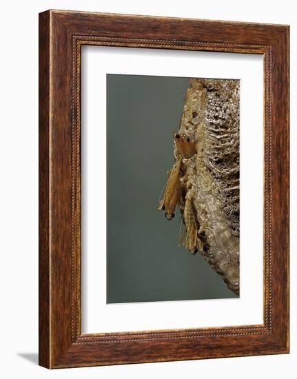 Mantis Religiosa (Praying Mantis) - Hatching-Paul Starosta-Framed Photographic Print