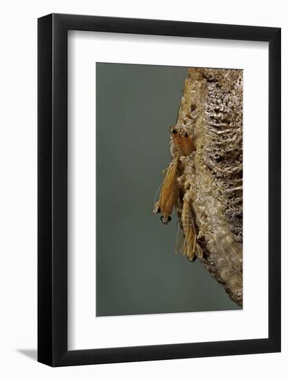Mantis Religiosa (Praying Mantis) - Hatching-Paul Starosta-Framed Photographic Print