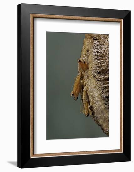 Mantis Religiosa (Praying Mantis) - Hatching-Paul Starosta-Framed Photographic Print