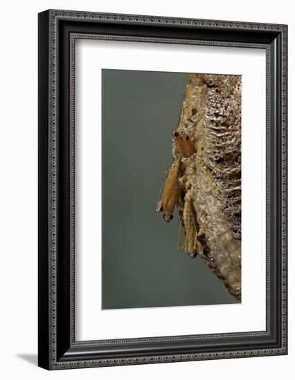 Mantis Religiosa (Praying Mantis) - Hatching-Paul Starosta-Framed Photographic Print