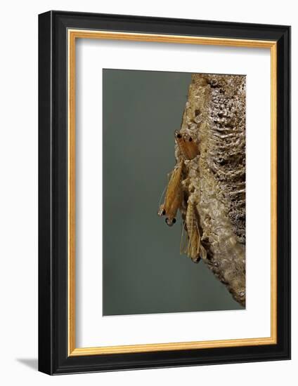 Mantis Religiosa (Praying Mantis) - Hatching-Paul Starosta-Framed Photographic Print