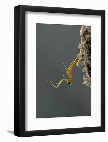 Mantis Religiosa (Praying Mantis) - Hatching-Paul Starosta-Framed Photographic Print