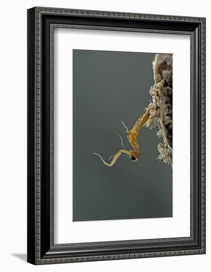 Mantis Religiosa (Praying Mantis) - Hatching-Paul Starosta-Framed Photographic Print