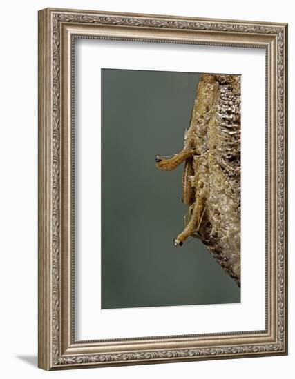 Mantis Religiosa (Praying Mantis) - Hatching-Paul Starosta-Framed Photographic Print