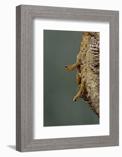 Mantis Religiosa (Praying Mantis) - Hatching-Paul Starosta-Framed Photographic Print